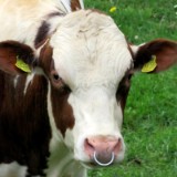 1805F 068 Trier-Aachen